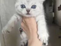 Шотландские котята, фотография 3