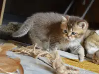 Шотландские прямоухие котята, фотография 5