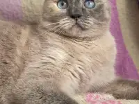 Союшка. Кошка Соя. Привита, кастрирована, фотография 8