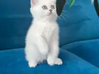 Британские котята, фотография 3