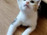Котёнок ищет дом!, фотография 7