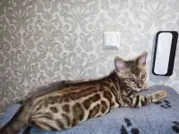 Бенгальские котята, фотография 3