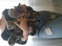 Продажа котят