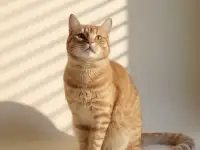 Жизнерадостный Перси