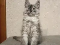 Девочка мейн-кун, фотография 2