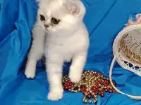 Шотландские котята., фотография 3