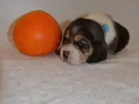 Щенки бигль, фотография 6