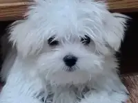 Щенки мальтийской болонки, мальтезе, фотография 2