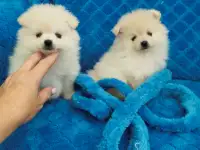 Померанский шприц, фотография 7