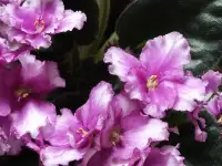 Фиалки(детки)