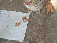 Котенок в дар, фотография 9