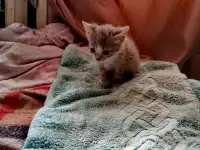 Котята, фотография 6