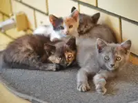 Милые котята, хотят найти любящего хозяина., фотография 6
