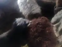 Продам овец