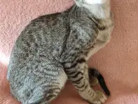 Ориентальные котята