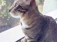 Котята, фотография 5