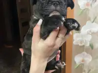 Французский бульдог, фотография 2