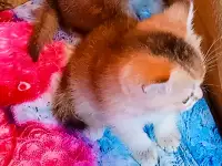 Шотландские вислоухие котята, фотография 5