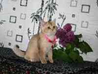 котята британские, фотография 6