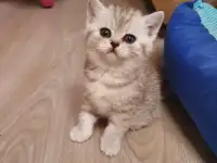 Котята, фотография 9