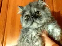 Персидский мальчик Зайчик. Персы. Котята., фотография 3