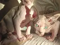 Котята канадского сфинкса
