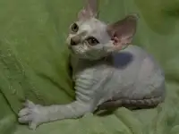 Котенок ДевонРекс