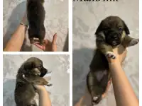 Щенки метисы корги, фотография 2