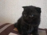 Шотландские вислоухие девочки
