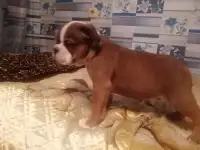 Щенки английского бульдога