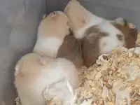 Забавные  молоденькие хомячки, фотография 2