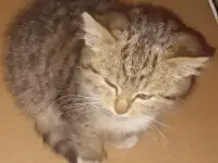Отдам котенка в хорошие руки, фотография 2
