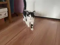 Сделайте свой дом теплее с милым котенком! ♥, фотография 2