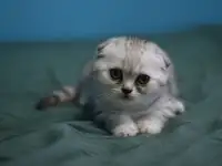 Шотландские котята, фотография 8