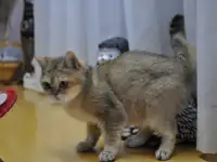 Шотландцы, фотография 8