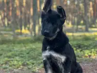 Щенки высокопородные восточноевропейской овчарки