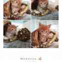 Мейн-кун, котята, фотография 2