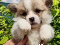 Вельш-корги пемброк., фотография 2