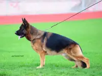 Щенки немецкой овчарки, фотография 10