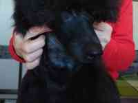 щенок пуделя
