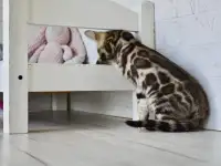 Бенгальский котенок девочка бейби фейс, фотография 6