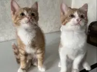 КОТЕНОК