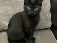 Шотландские котята, фотография 3