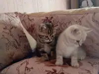 Котята, фотография 4