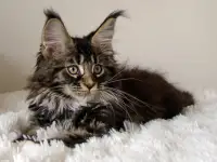 Чистокровные котята мейн-куна, фотография 2