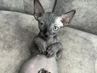 Котята канадского сфинкса, фотография 10