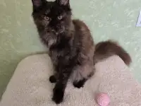 Котятa Мейн Куны (питомник)