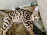 Бенгальские котята