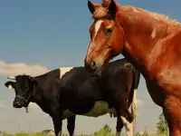 Куплю КРС, лошадей, жеребят