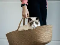 Котёнок Рэгдолл мальчик 6 мес. в любящую семью